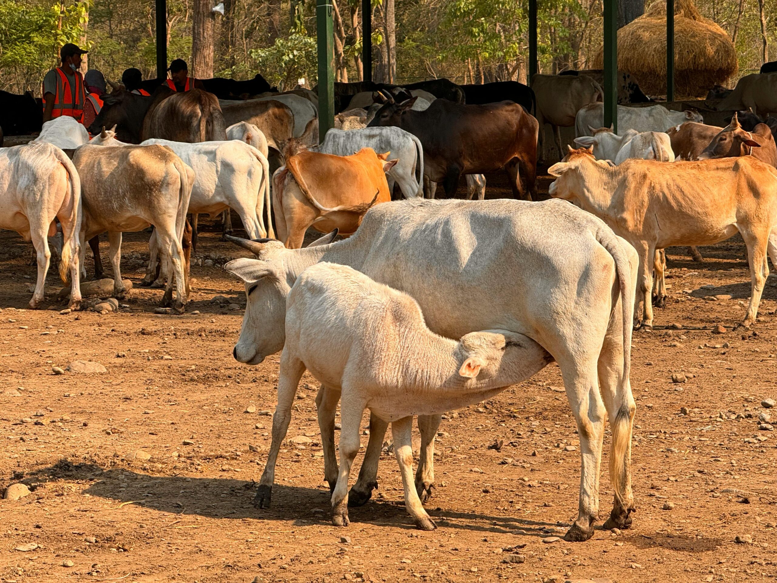 Cows and calves in a farm pen with farmers in the background, showcasing rural livestock management.