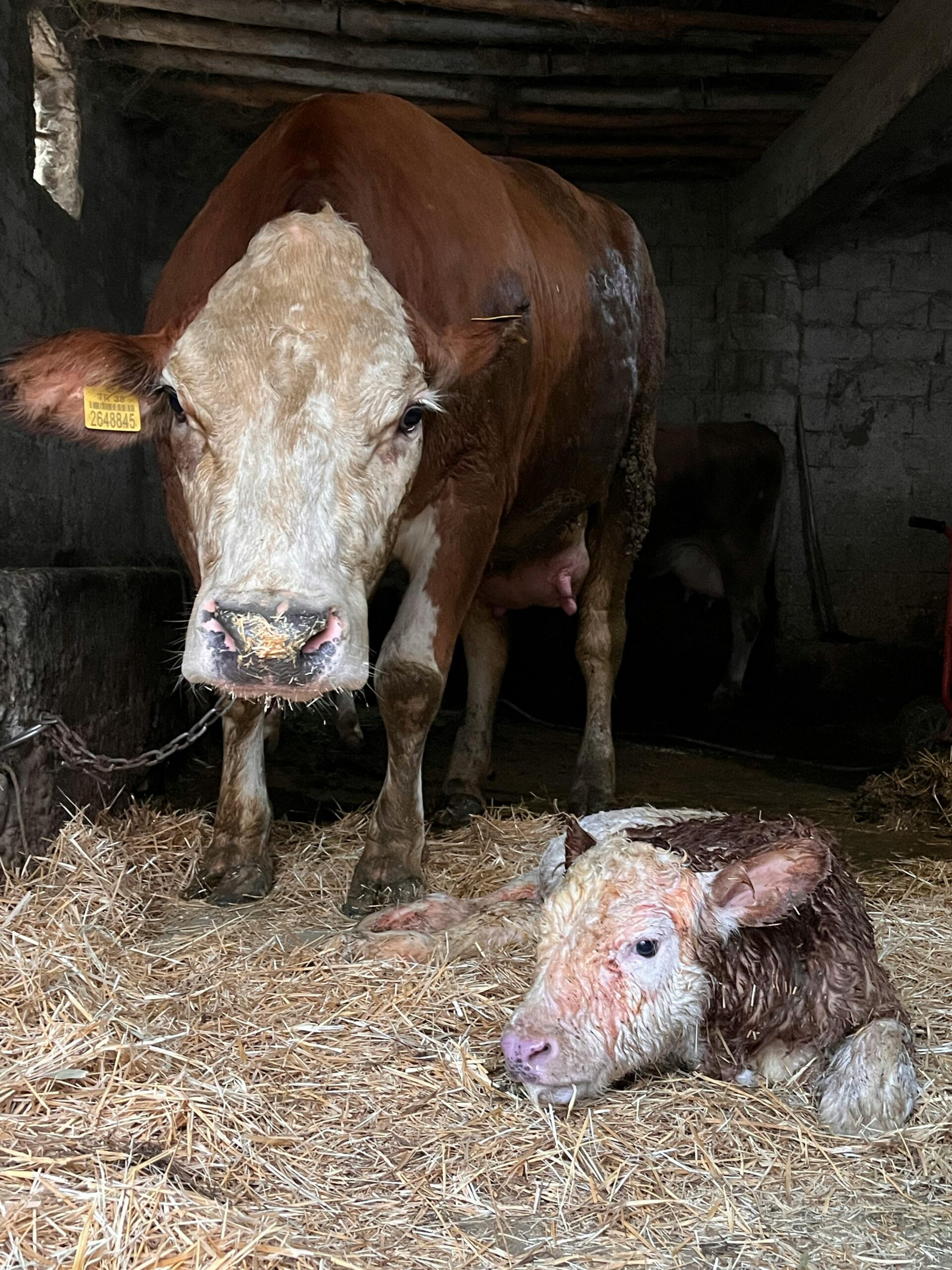 A brown cow and her wet newborn calf resting on straw in a rustic barn setting.
